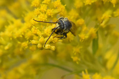 Melissodes illatus