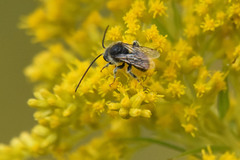 Melissodes illatus