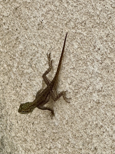 Peters's Rock Agama