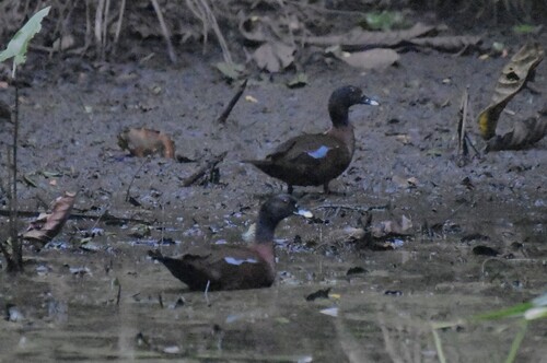 Hartlaub's Duck (Pteronetta hartlaubii)