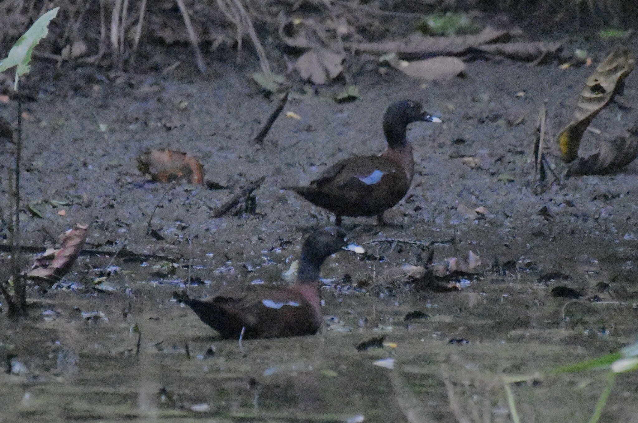 Hartlaub's Duck (Pteronetta hartlaubii), photo 1