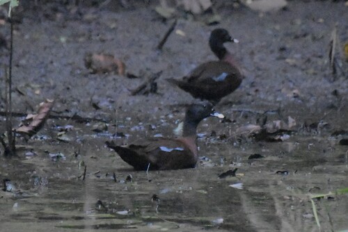 Hartlaub's Duck (Pteronetta hartlaubii), photo 4