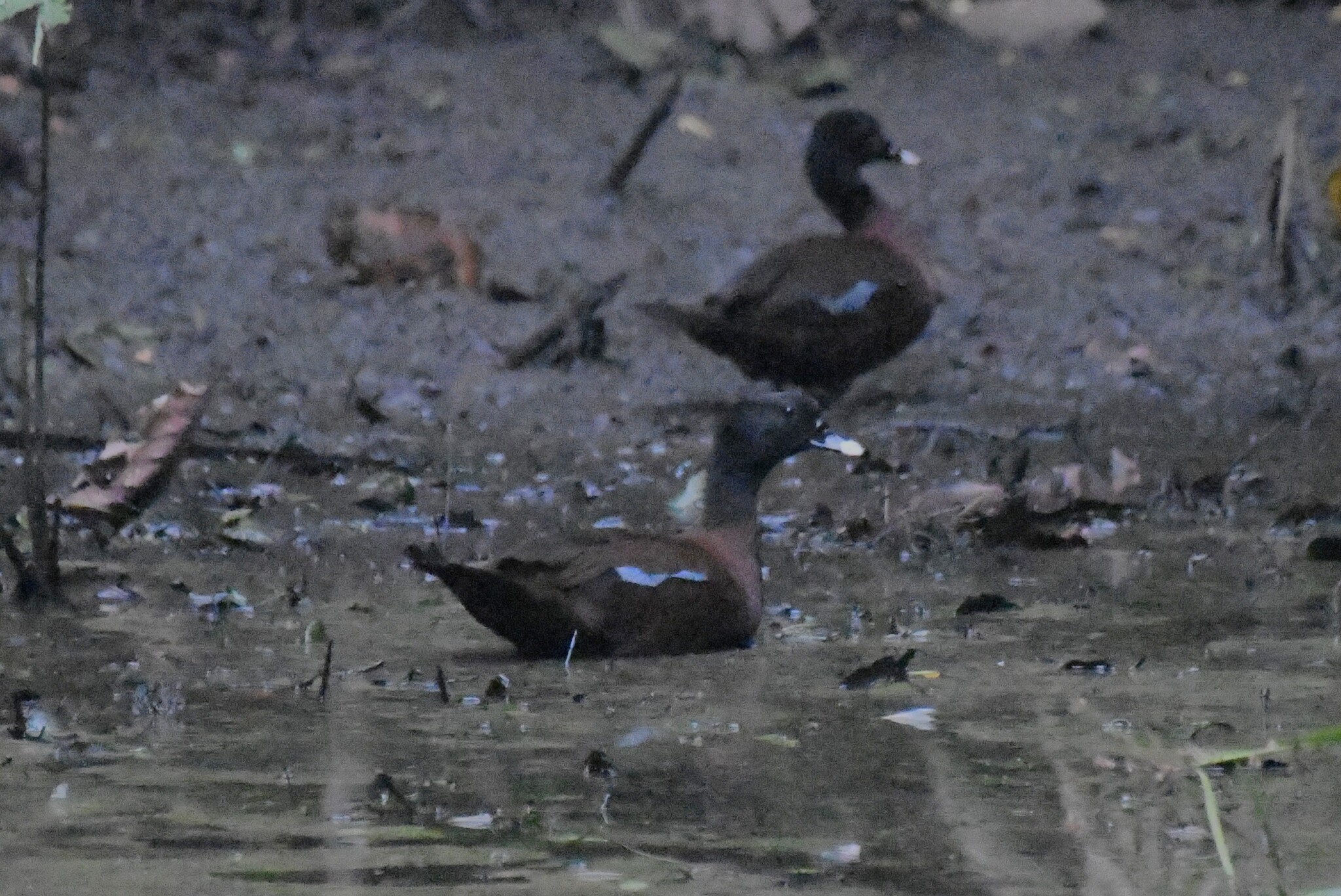 Hartlaub's Duck (Pteronetta hartlaubii), photo 2