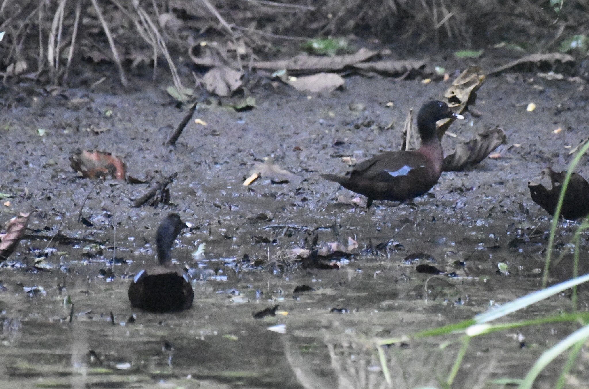 Hartlaub's Duck (Pteronetta hartlaubii), photo 3