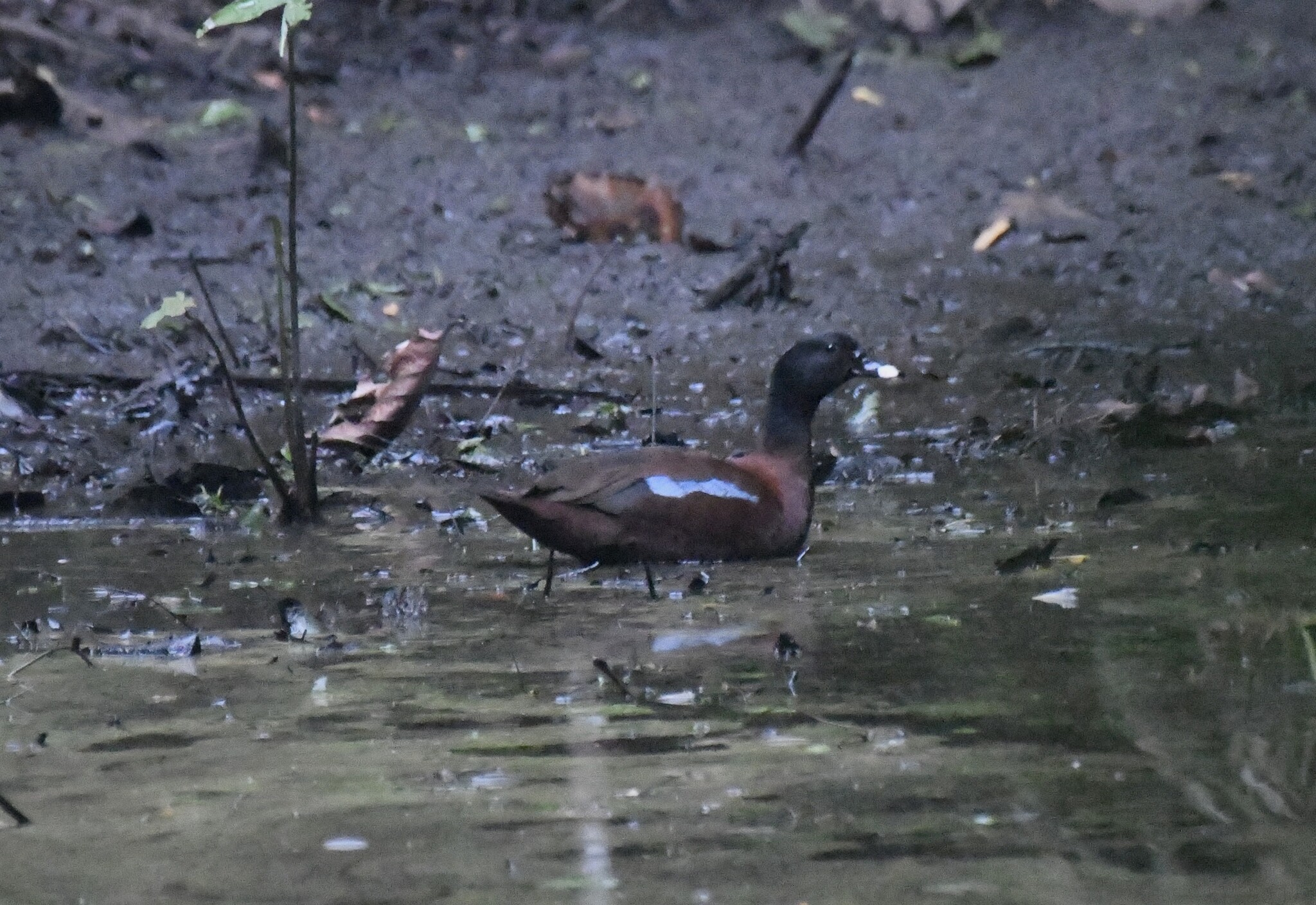 Hartlaub's Duck (Pteronetta hartlaubii), photo 4