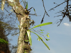 Encyclia