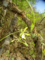 Encyclia