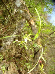 Encyclia