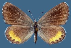 Euphilotes baueri
