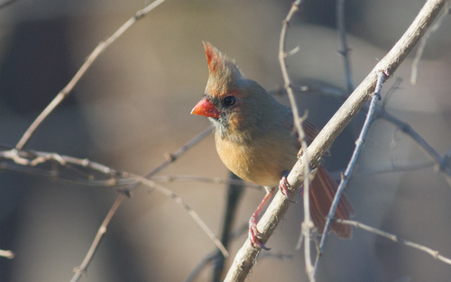 Northern Cardinal photographed in Maine