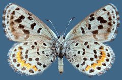 Euphilotes baueri