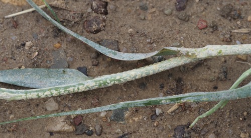 Pustula tragopogonis, 2025-08-29