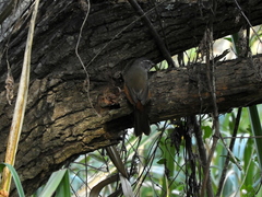 Microspingus cabanisi