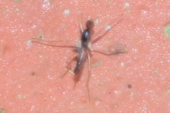 Hemerodromiinae