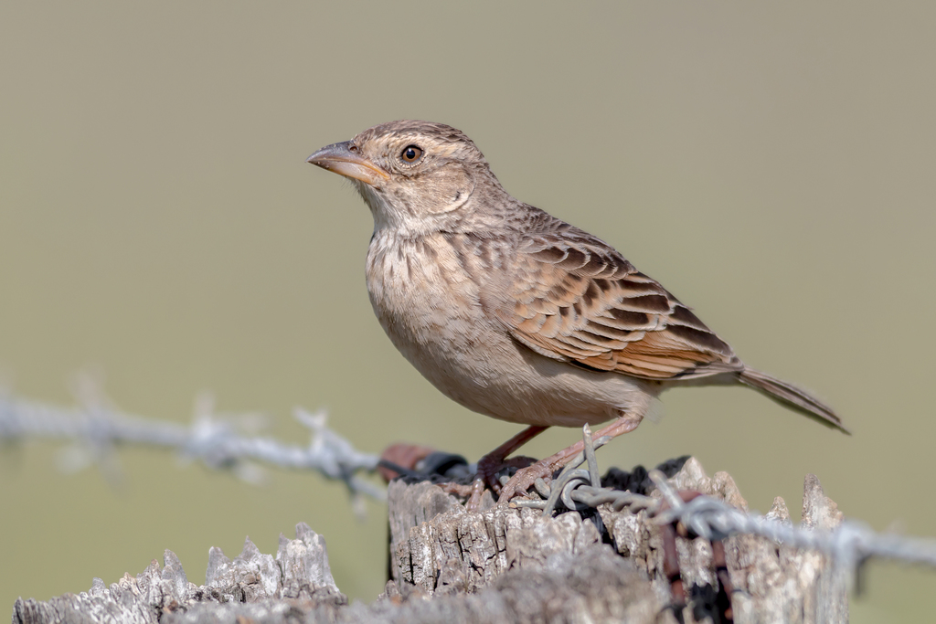 Singing Bushlark photo