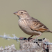 Horsfield's Bushlark - Photo (c) Andrew Allen, some rights reserved (CC BY), uploaded by Andrew Allen