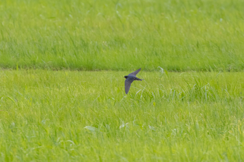 Barn Swallow