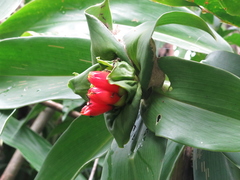 Costus