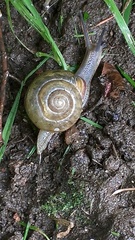 Cepaea nemoralis