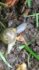 Cepaea nemoralis