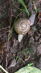 Cepaea nemoralis