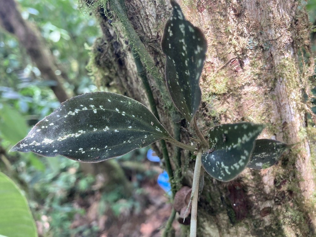 Cyclopogon epiphyticus