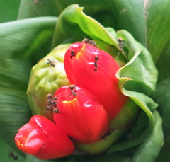 Costus