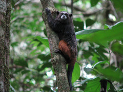 Saguinus weddelli weddelli