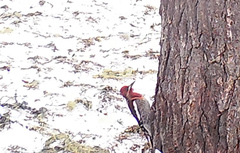 Sphyrapicus ruber daggetti