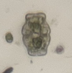 Euastrum luetkemuelleri