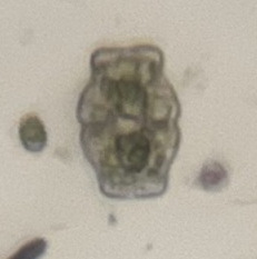 Euastrum luetkemuelleri