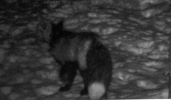 Vulpes vulpes necator