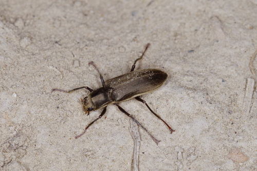 Praehelichus