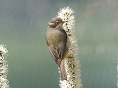 Brown-Headed Honeyeater photo 2