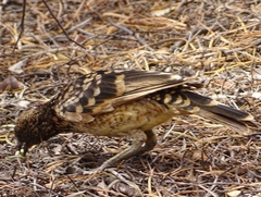 Chlamydera guttata