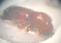 Xyleborus volvulus