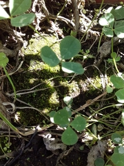 Thuidium peruvianum