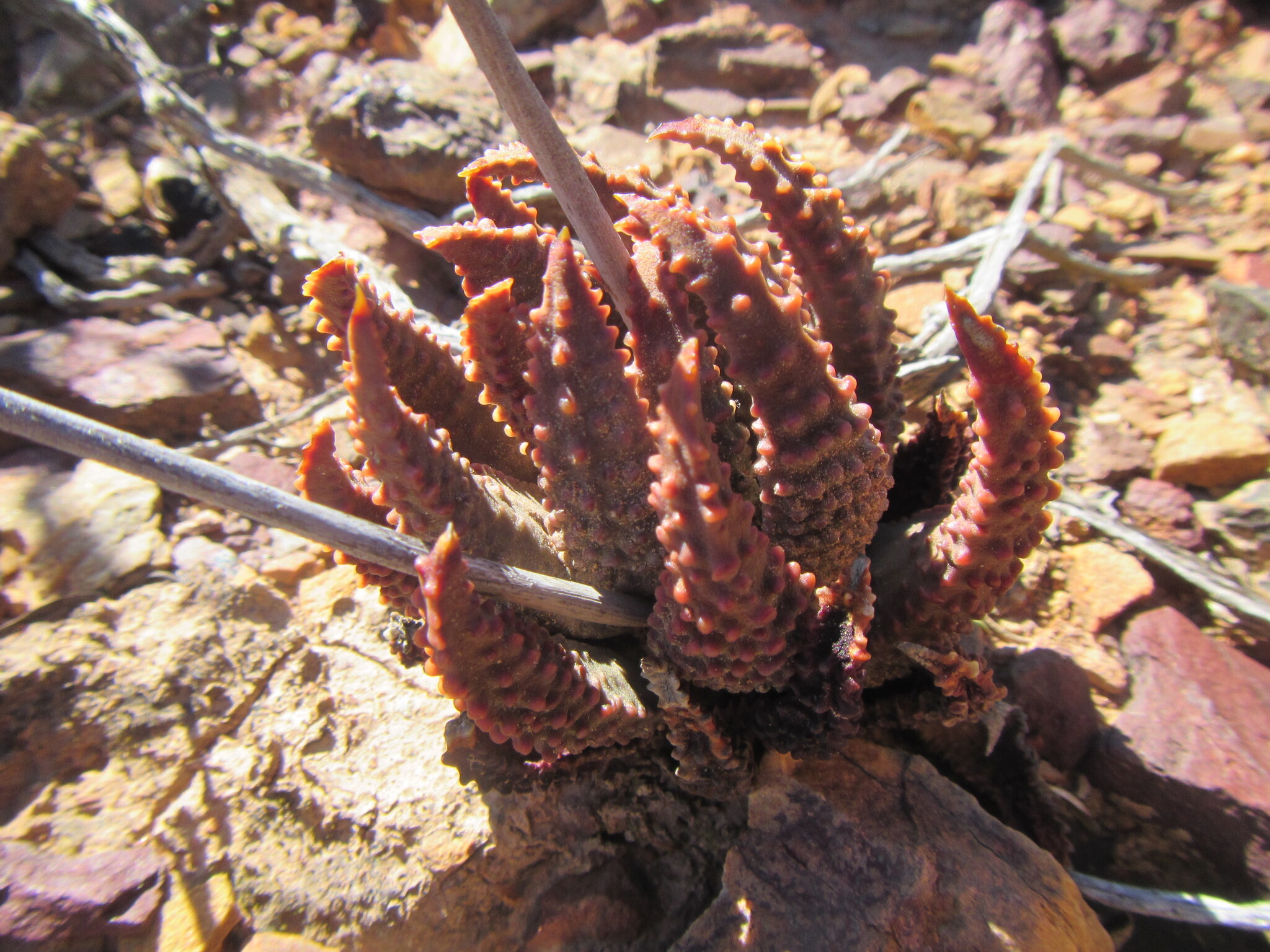 Tulista Pumila (Tulista pumila)