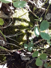 Thuidium peruvianum