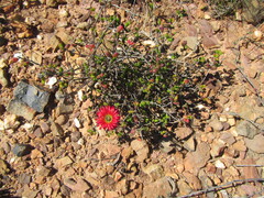 Drosanthemum speciosum, photograph (c) douglaseustonbrown, some rights reserved (CC BY-SA)