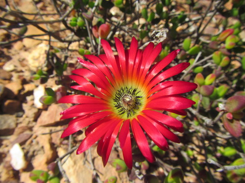 Drosanthemum speciosum, photograph 5