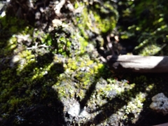 Thuidium peruvianum