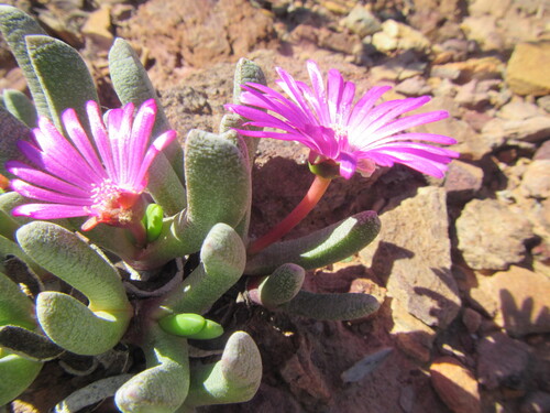 Robertson Tentfig (Brianhuntleya intrusa)