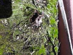 Thuidium peruvianum