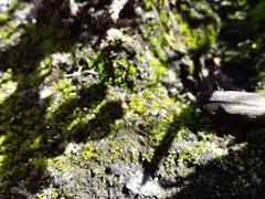 Thuidium peruvianum