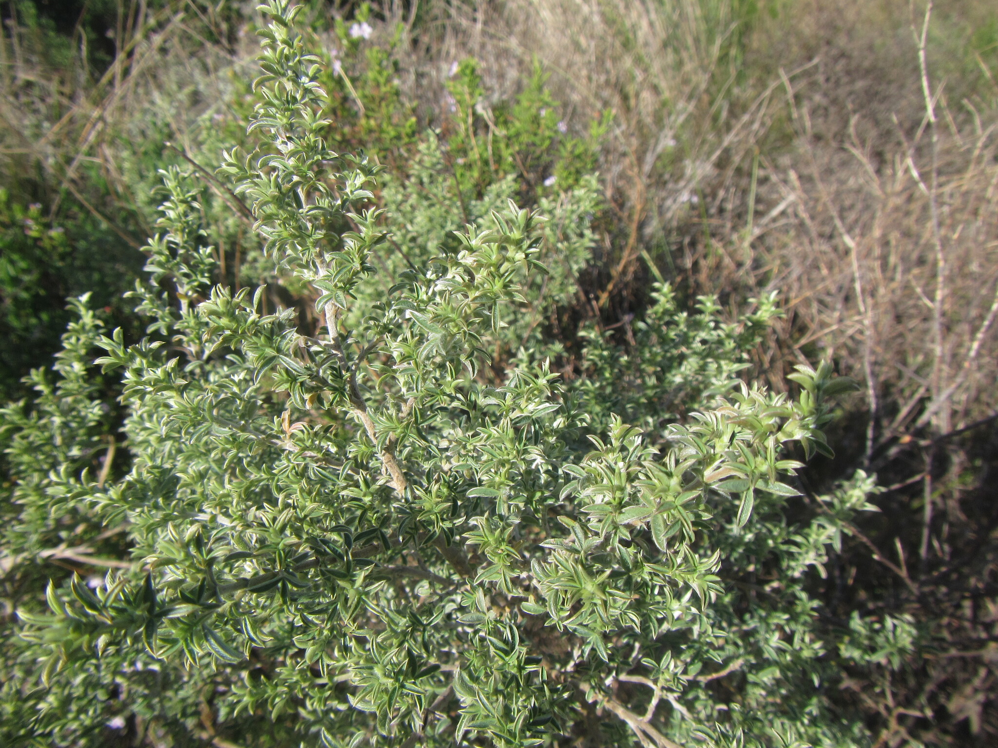 Small Renosterpea (Polhillia brevicalyx)
