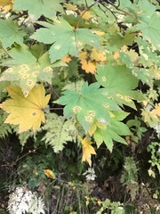 Acer sieboldianum