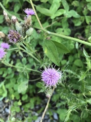 Cirsium arvense
