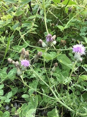 Cirsium arvense