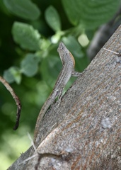Anolis jubar oriens